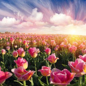 Meet your Posher, Lena